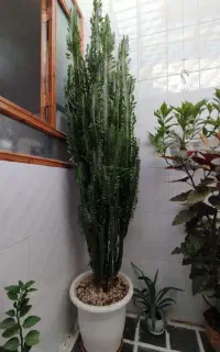 گل افوربیا غول پیکر