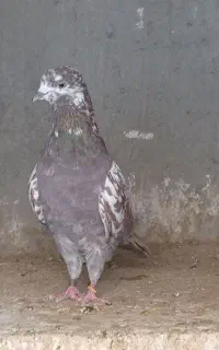 کفتر تیرماهی