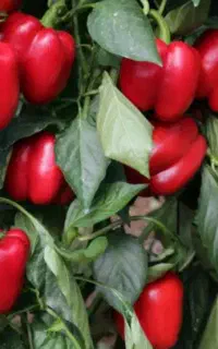 فلفل دلمه ای
