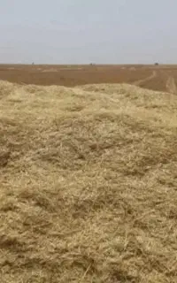 کاه بشی