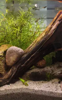 آکواریوم پلنت کامل