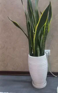 گلدان و گل سانسوریا