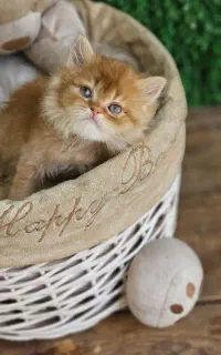 توله گربه شکلاتی