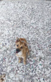 سگ گمشده