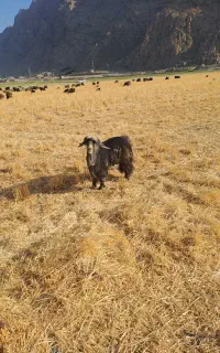 پازن شهرکردی