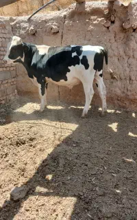 گوساله نر