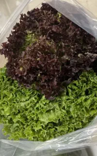 سبزیجات مدیترانه ای و میوه های استوایی