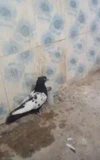 سینه سیانره