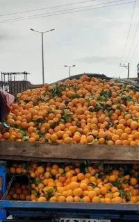 تخته میوه فروشی بو وانتم گرکه