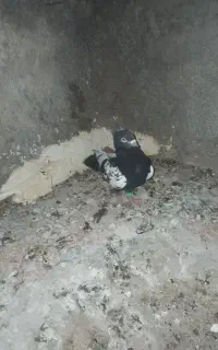کفتر