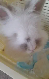 یک عدد خرگوش مو بلند