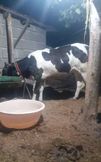 گاو