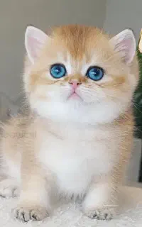 بچه گربه بریتیش بلک گلد اصیل