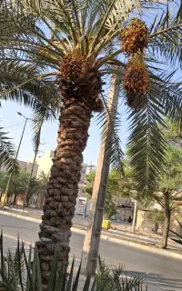 خرما