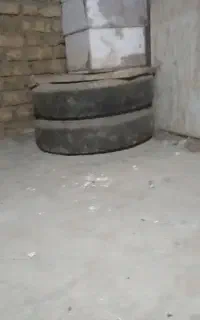 کبوتر طوقی