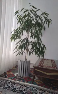 درختچه بنجامین آمستل