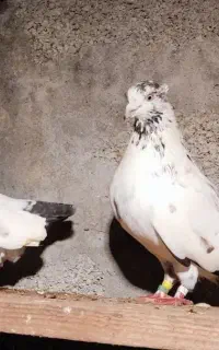 کله دم سبز پرشی