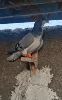 کبوتر شهری سبز نر جوجه امسال