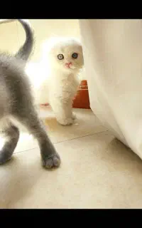 گربه اسکاتیش بریتیش