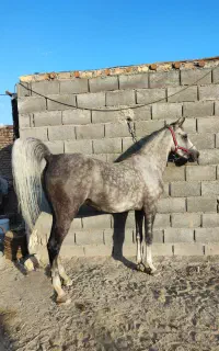 مادیان آس تکبندی