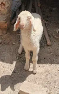 شش میلیون