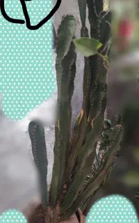 کاکتوس زیبا وقوی و چندین ساله