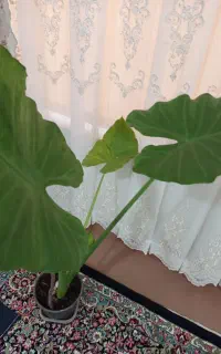 گل طبیعی