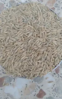 جو محلی