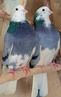 کبوتر شازده شاه کفتر
