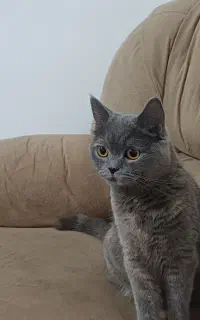 بریتیش ماده