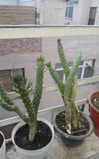 گل وگلدان (کاکتوس خیاری)