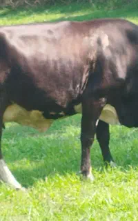 گاو چالوسی باگوساله