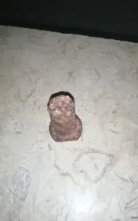 پیچ عتیقه. همراه با یک عدد فسیل