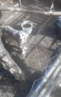 سگ شکاری ستر