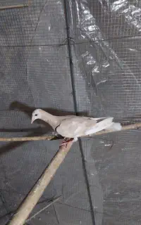 کبوتر زینتی