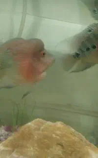 ماهی فلاور باکس نر ماده جفت خورده