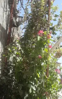 باغ تالار ورودی رایگان