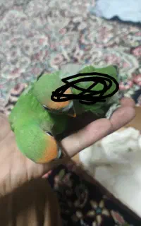 جوجه کوتوله