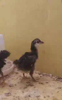 جوجه گلین اصیل