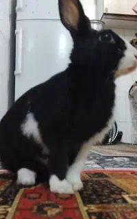 خرگوش