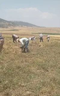 با سلام سرکارگر کشاورزی هستم با اکیپ زرنگ
