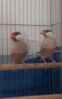 فنج نرگسی.