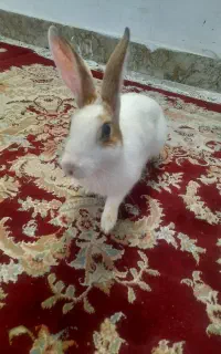 خرگوش