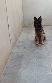 ژرمن