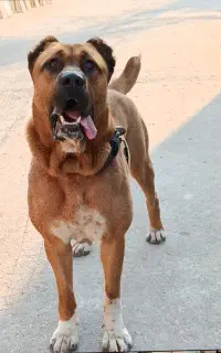 توله سگ افغان