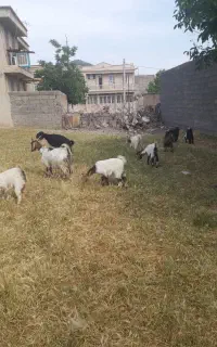 فروش بز و بزغاله