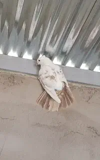 کبوتر