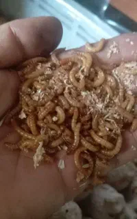 سوسک میلورم