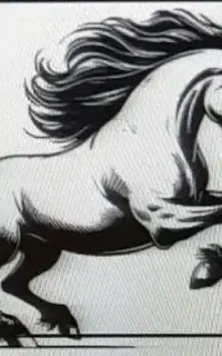 کره اسب مادیان