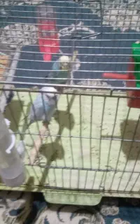 مرغ عشق